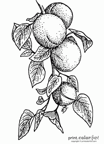 Apricots