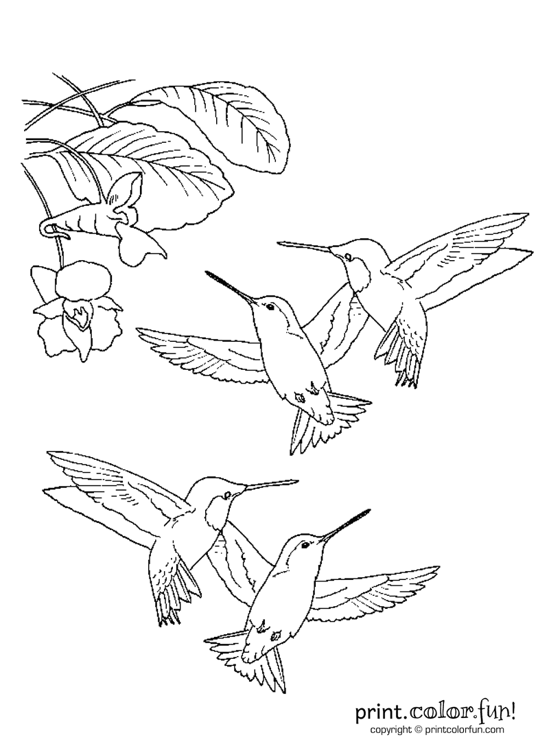 Hummingbird Coloring Page - Home Design Ideas