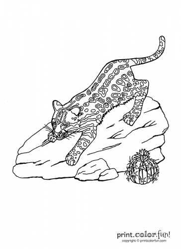 Ocelot - Print. Color. Fun! Free Printables, Coloring Pages, Crafts 