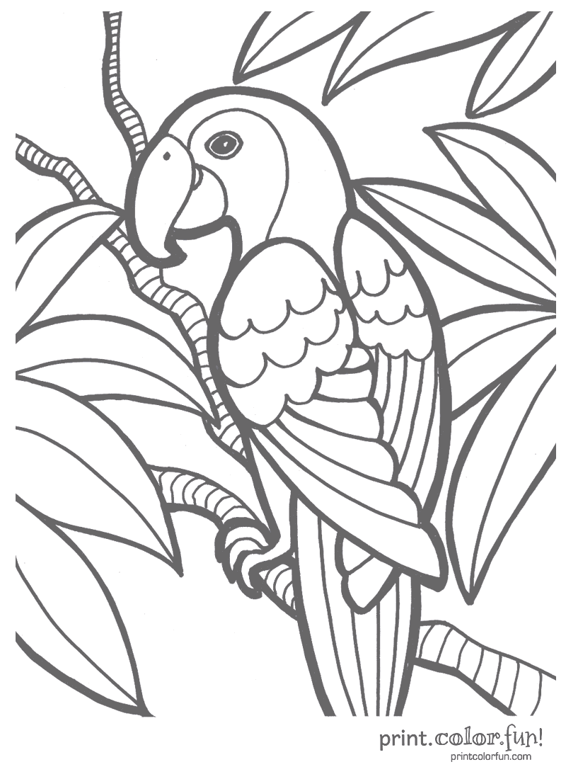 Tropical parrot - Print Color Fun!